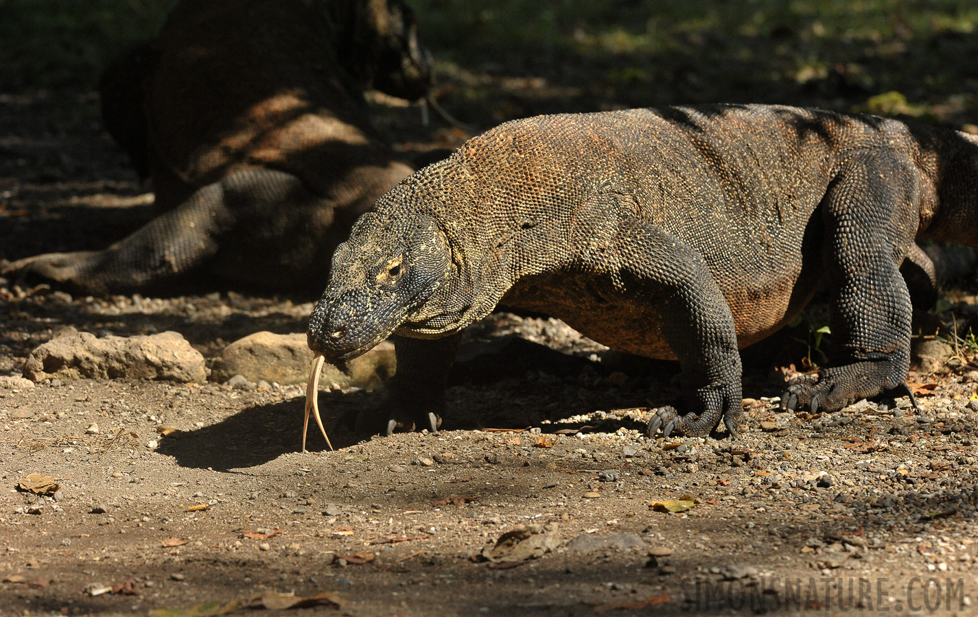 Varanus komodoensis [280 mm, 1/3200 Sek. bei f / 8.0, ISO 3200]